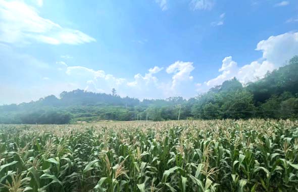 慶祝中國農(nóng)民豐收節(jié)！22萬余斤鮮食玉米順利歸倉！